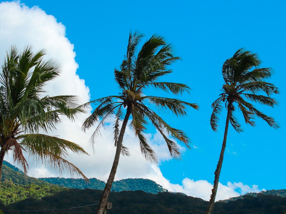 a group of palm trees