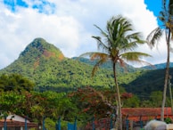 a group of palm trees and a mountain in the background