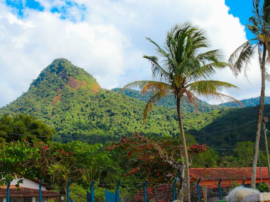 The Pico do Papagaio above the palms — Ilha Grande, Brazil