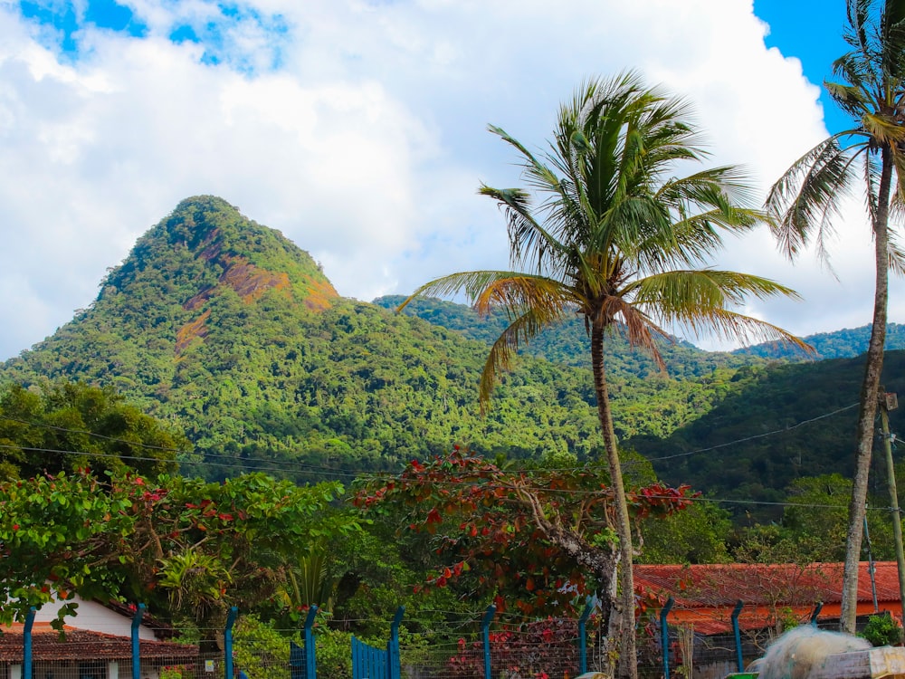 a group of palm trees and a mountain in the background