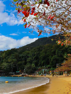 a beach with trees and a hill in the background