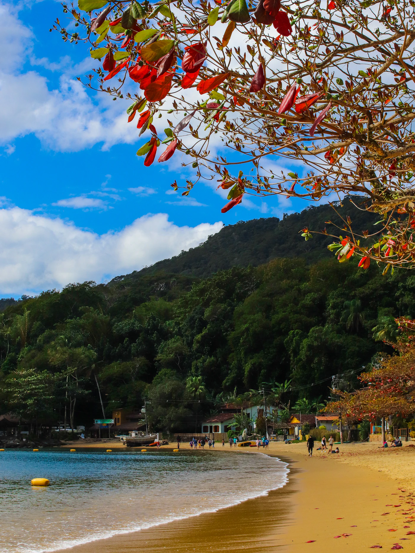 Playa de Ilha Grande con vegetación y agua cristalina