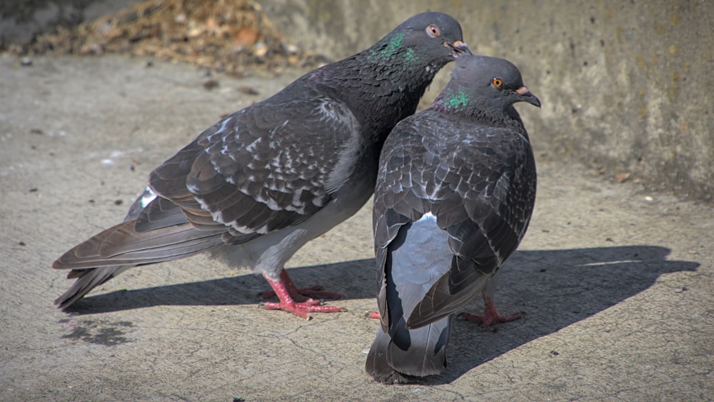 a couple of birds standing on a sidewalk