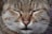 a close up of a cat