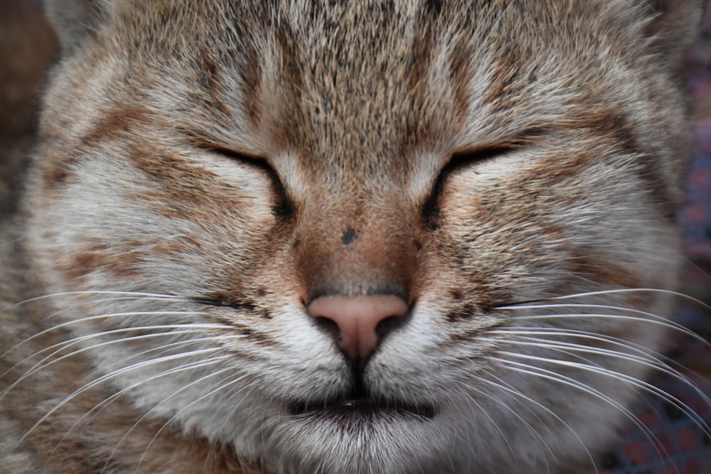 a close up of a cat