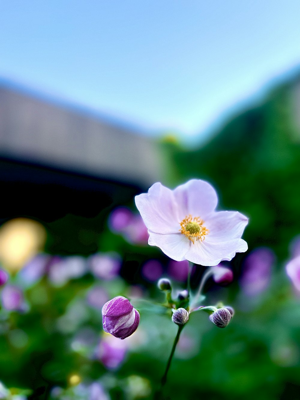 a close up of a flower