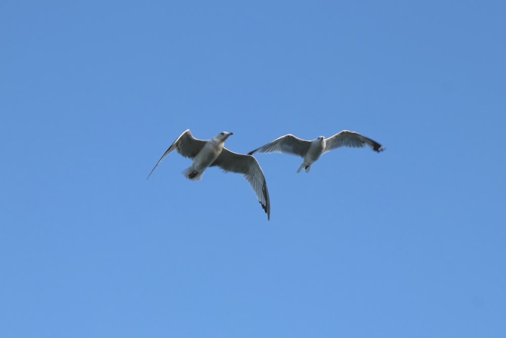 two birds flying in the sky