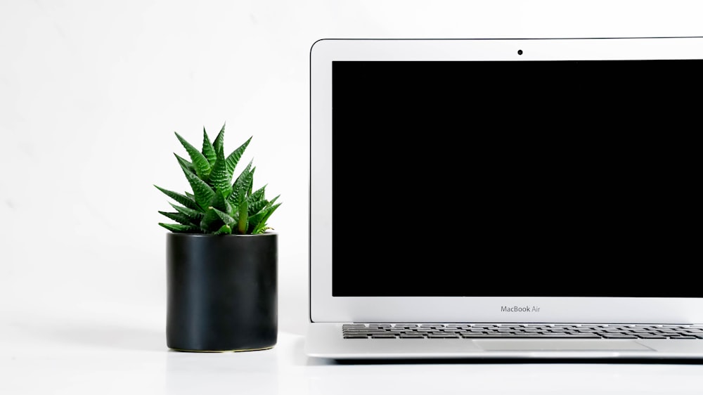 a plant in a pot next to a laptop
