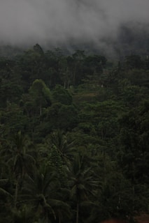 Millions of hectares of dense tropical forest cover Gabon. 