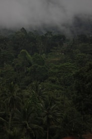 Millions of hectares of dense tropical forest cover Gabon. 