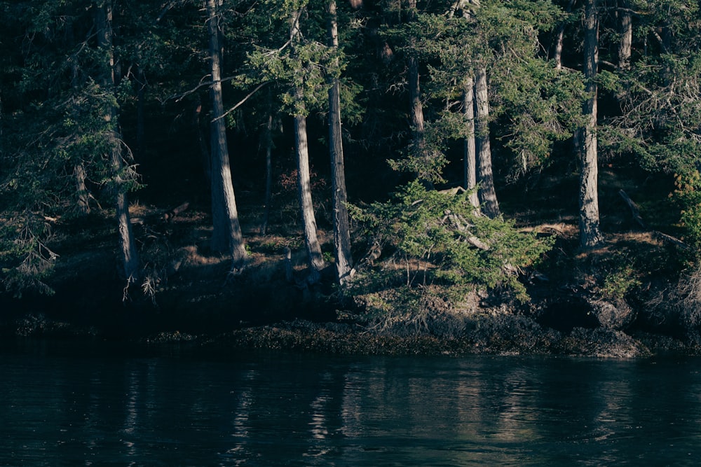 a body of water surrounded by trees