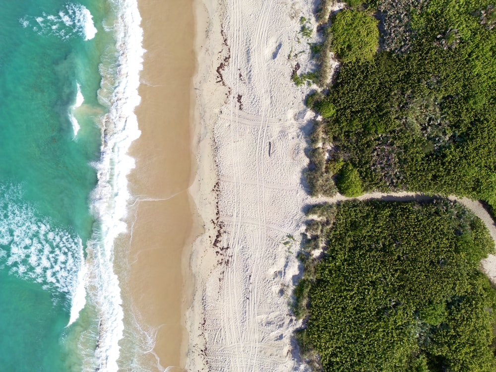 a beach with trees and water