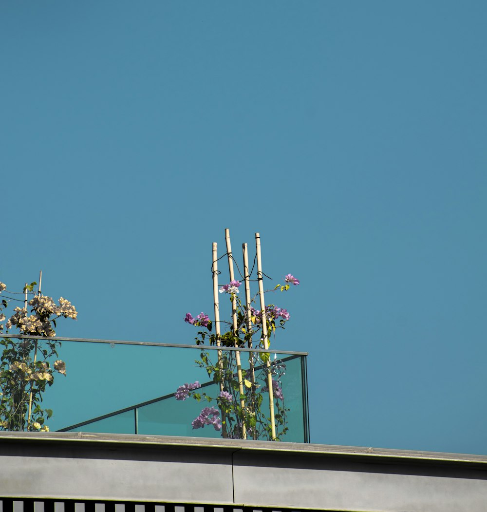a plant with flowers on a roof