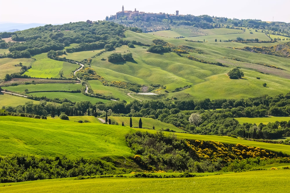 a landscape with trees and grass