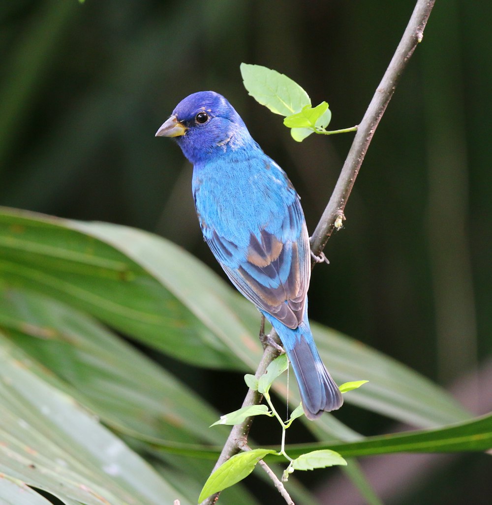 Un oiseau bleu sur une branche