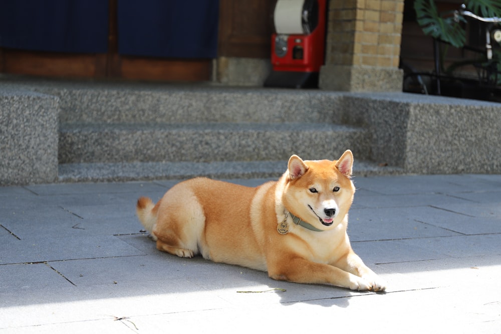 a dog lying on the ground