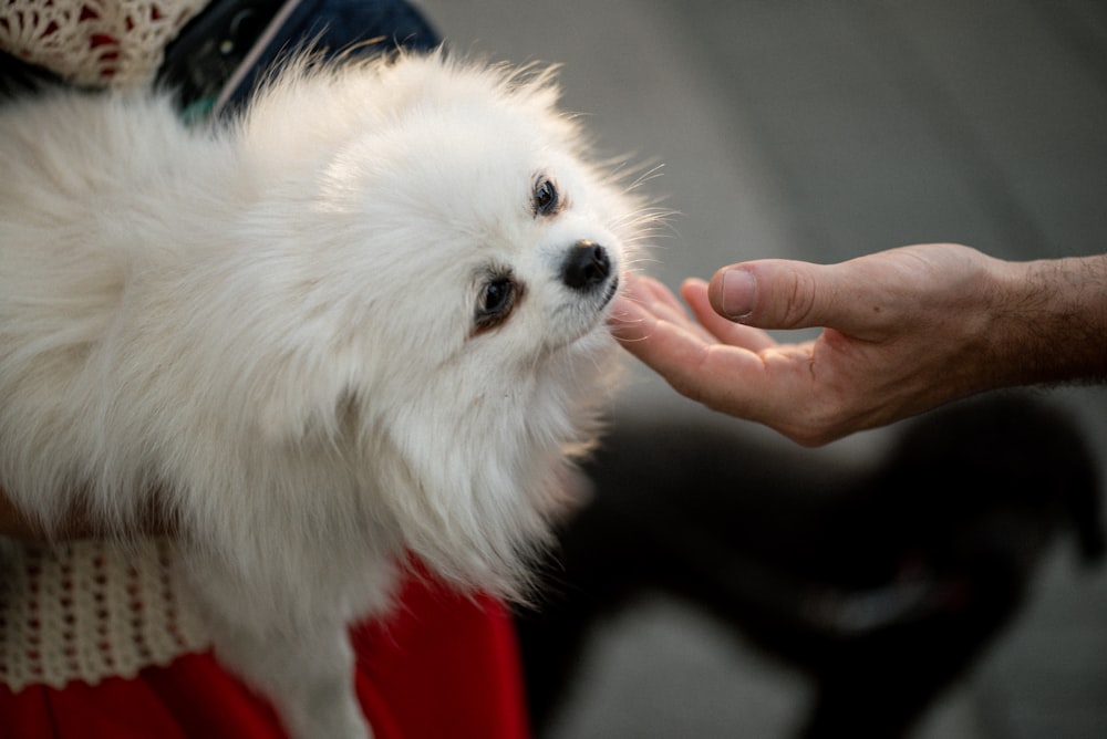 a person holding a dog