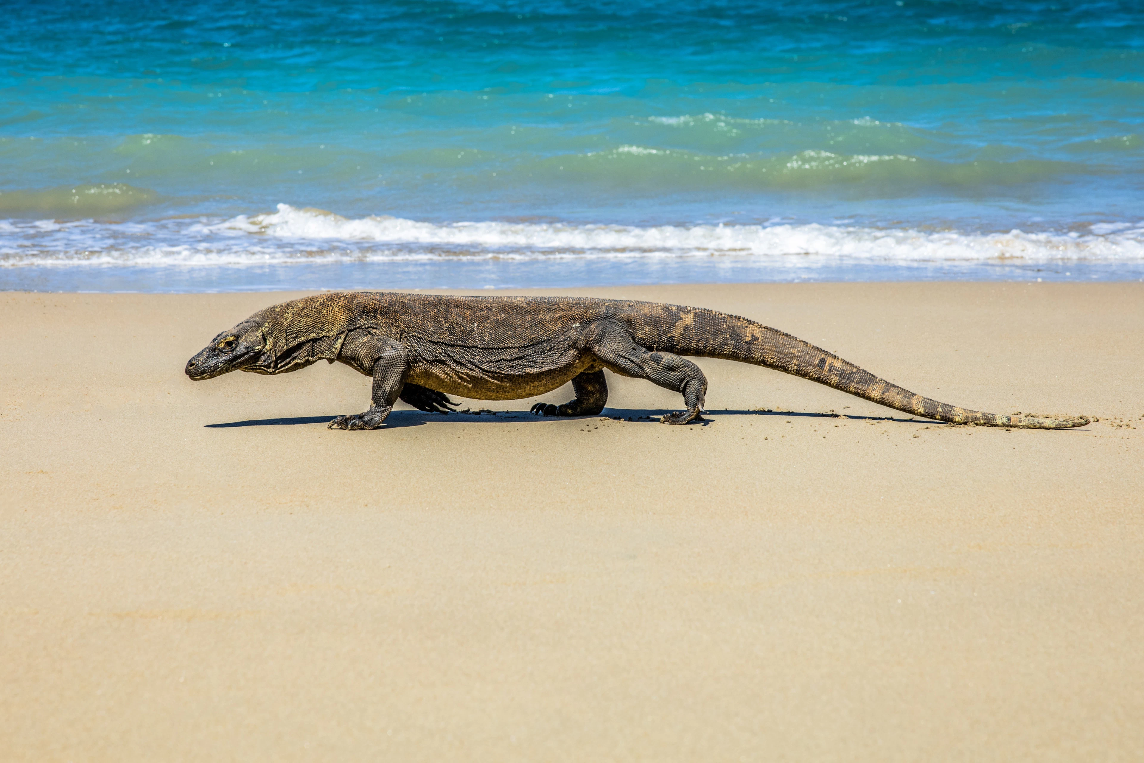 A Komodo dragon walking along a sandy beach on Komodo Island