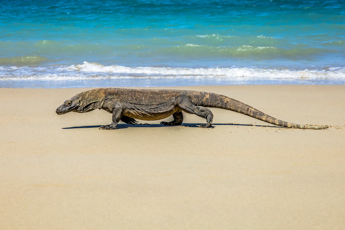 Komodo National Park Full-Day Speedboat Safari