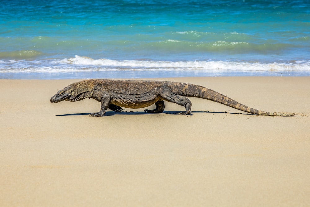 a lizard on a beach