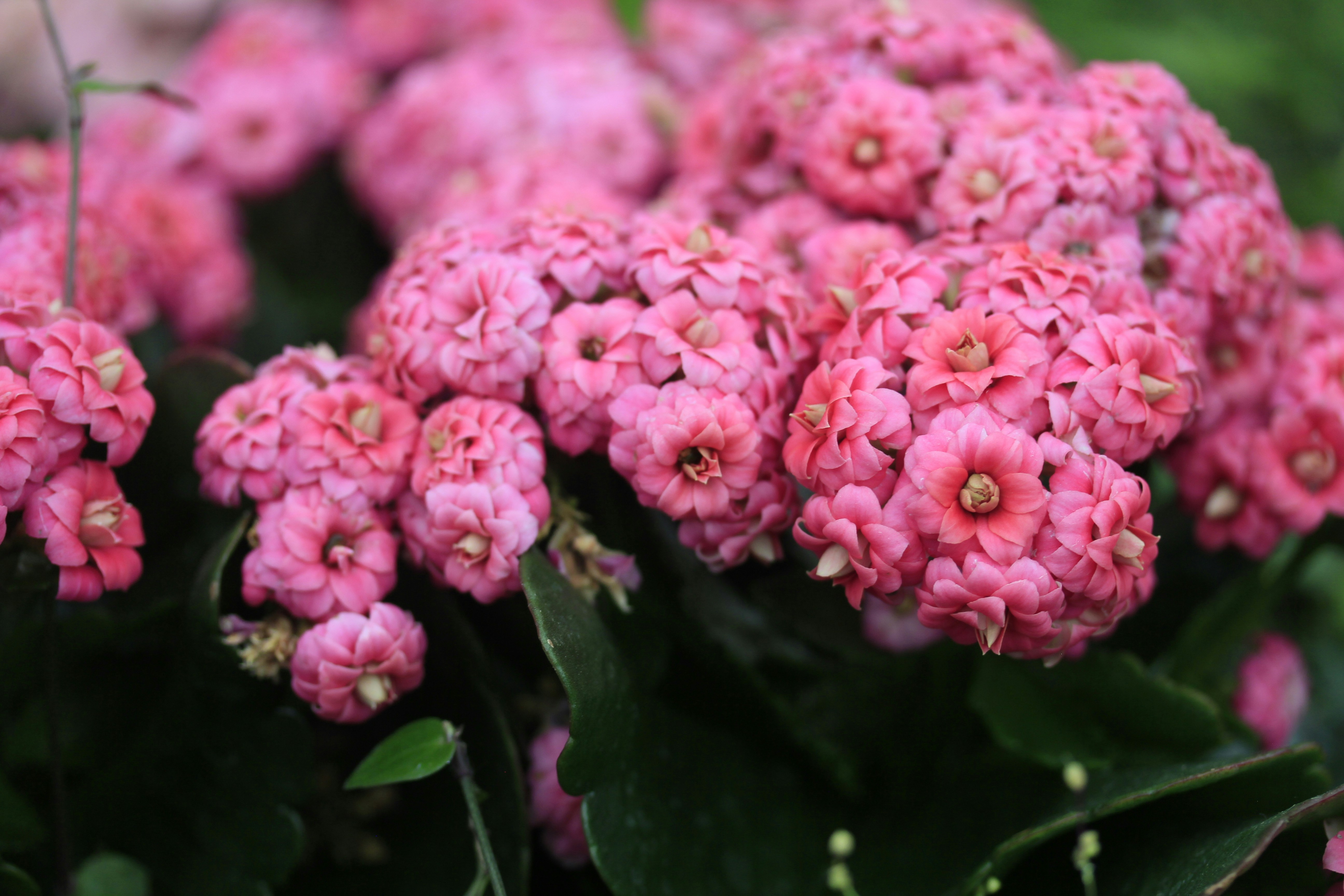 Photo by wingkasplam