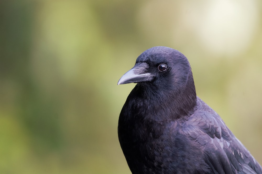 a black bird with a blue head