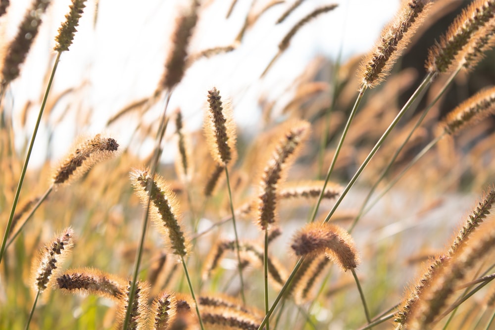 close-up of wheat in a field