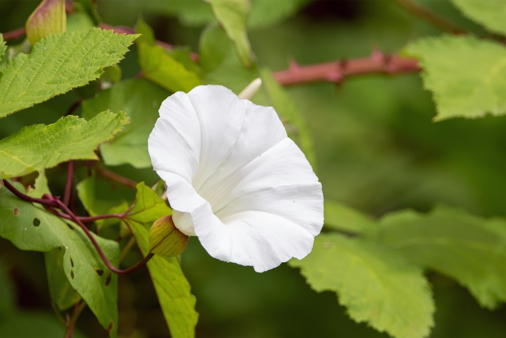 una flor blanca en una planta