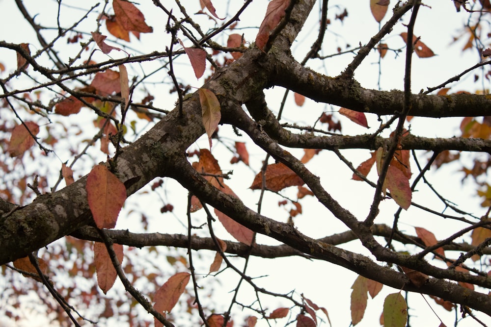 a tree with red leaves