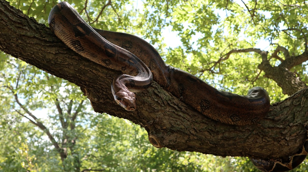 a large reptile on a tree