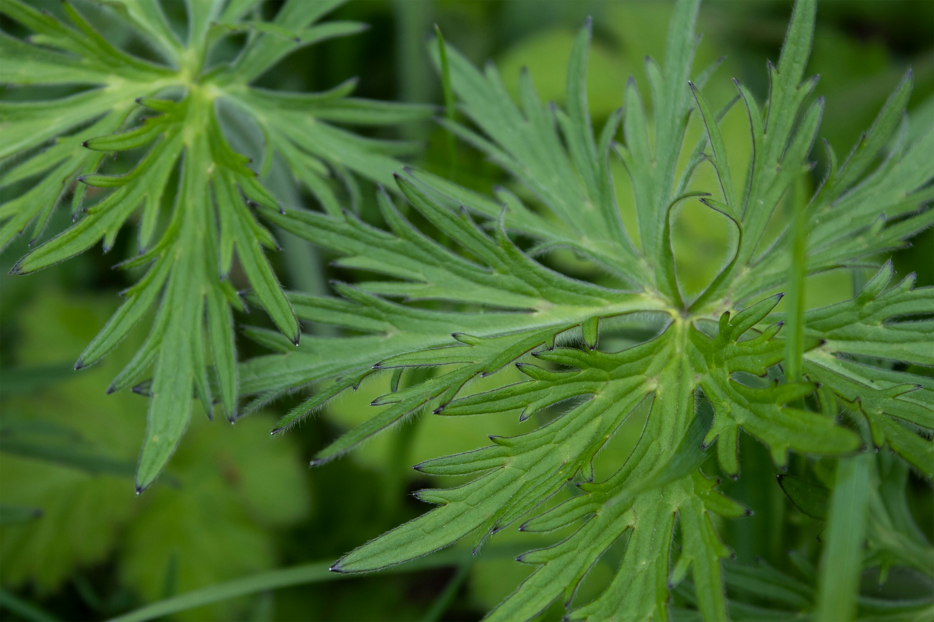 Photo by cirlbunting