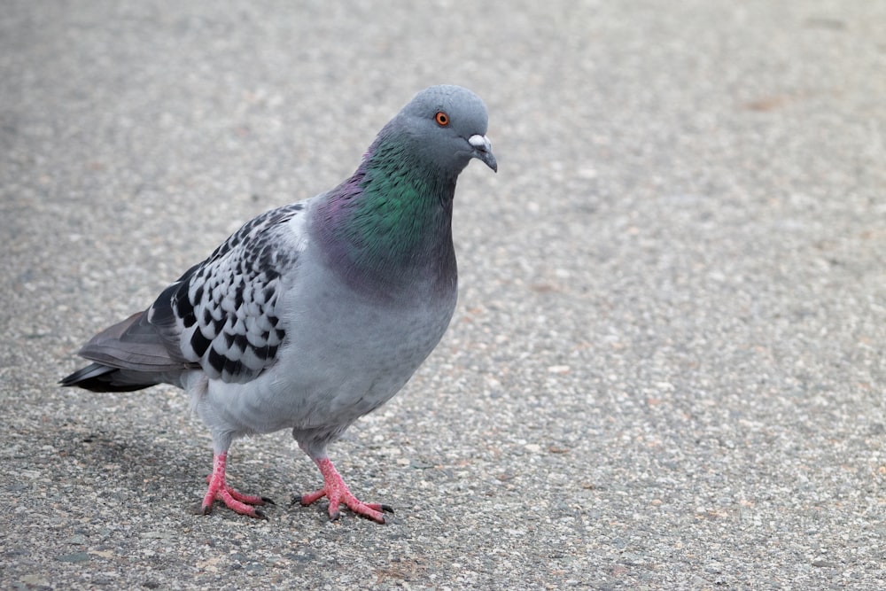 a pigeon standing on the ground