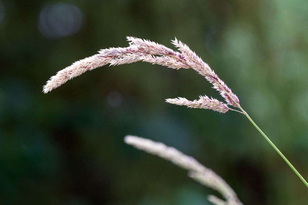 a close up of a plant