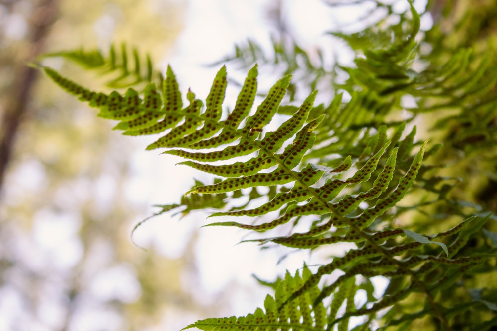 close up of a pine tree