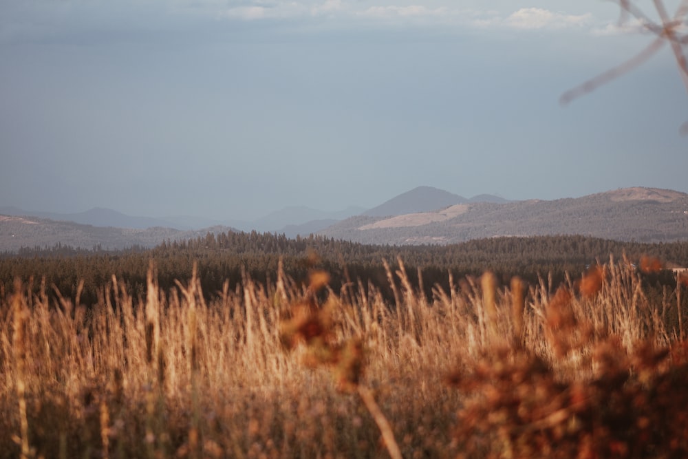 a field of wheat with mountains in the background