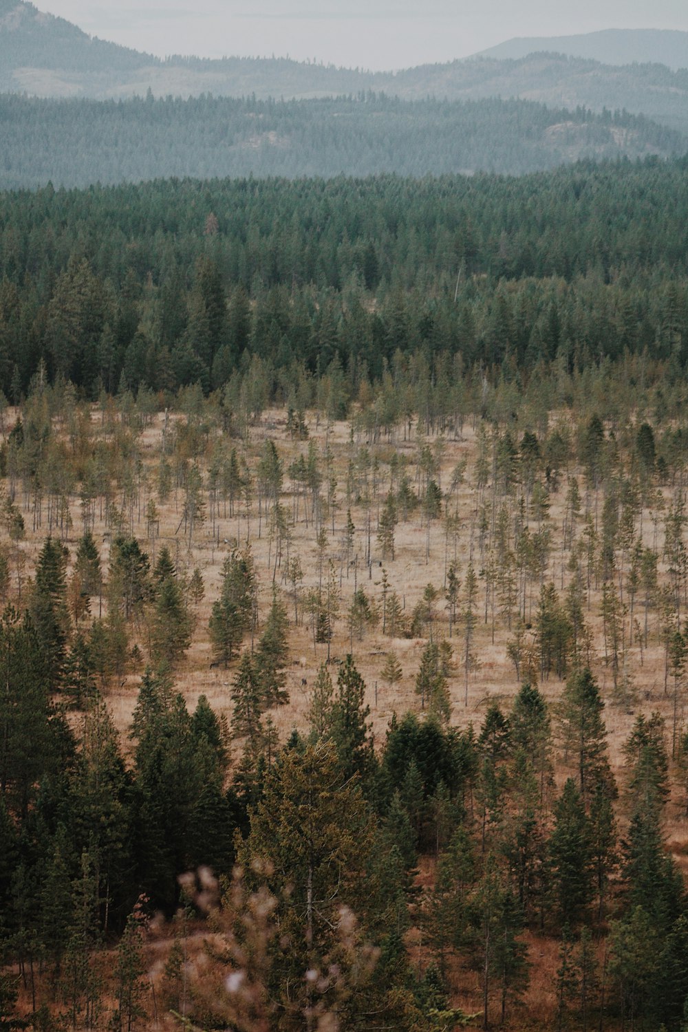 a forest of trees