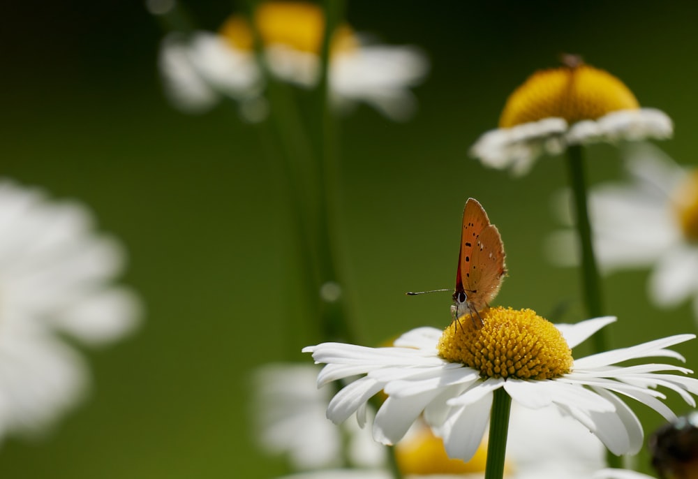 a butterfly on a flower