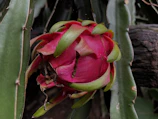Close-up of ripe dragon fruits hanging from cactus branches.