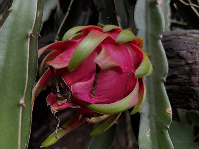 Close-up of ripe dragon fruit hanging on a lush green cactus plant under bright Jordanian sunlight.
