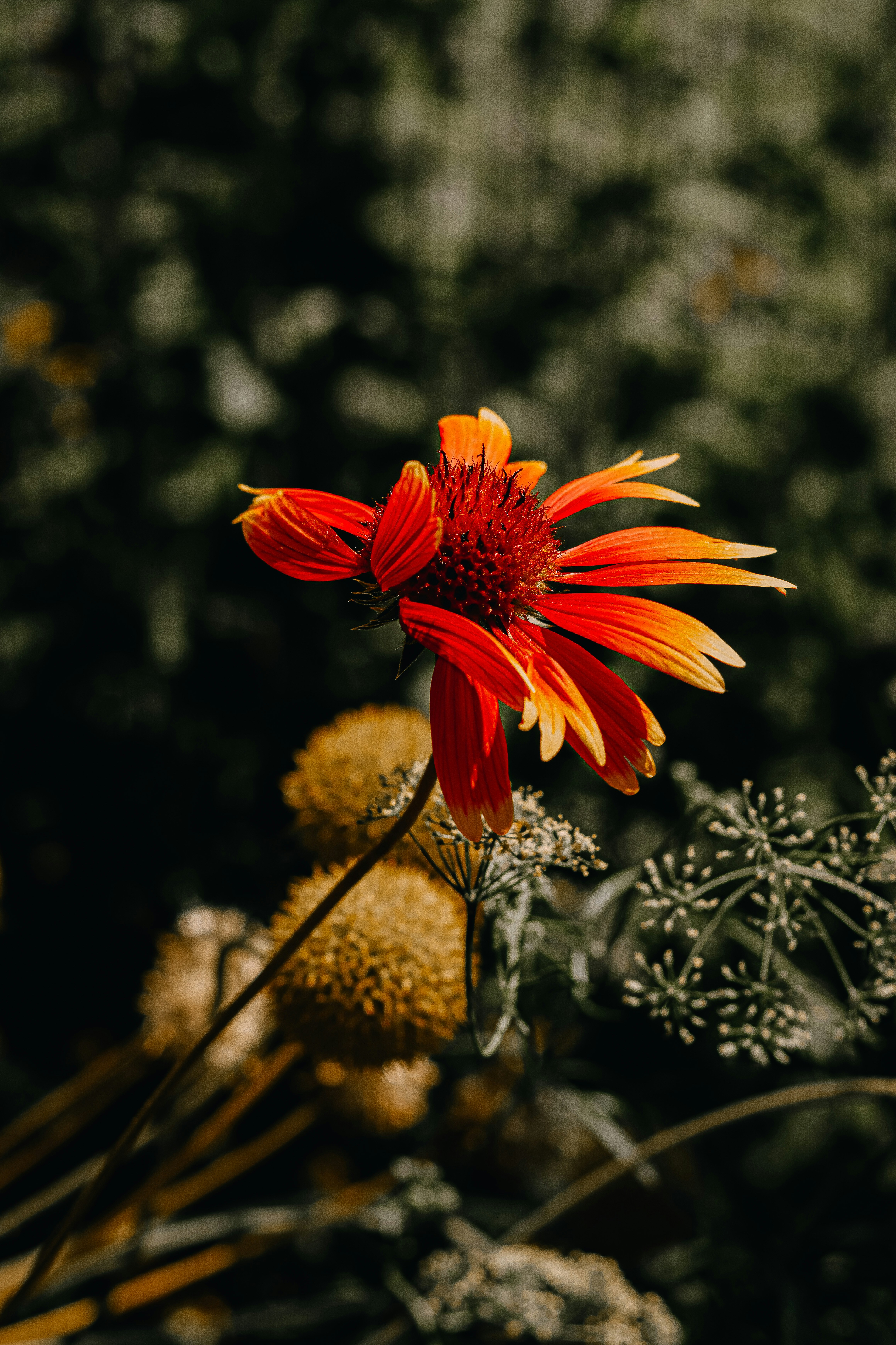 Free Flowers Image on Unsplash