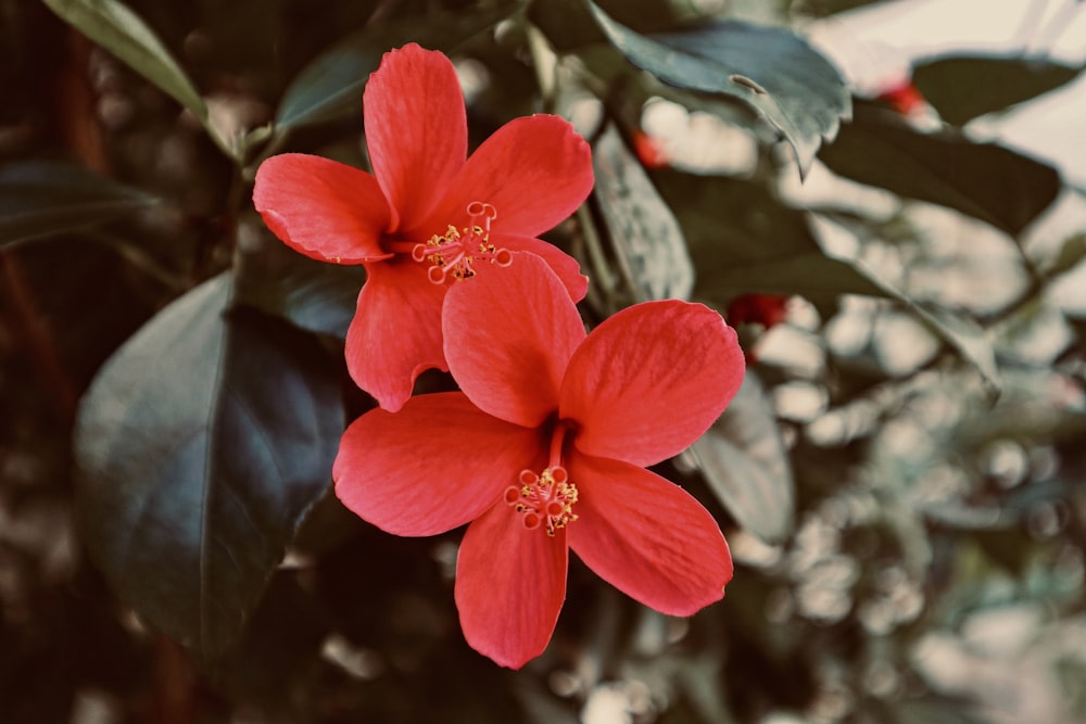 a close up of a flower