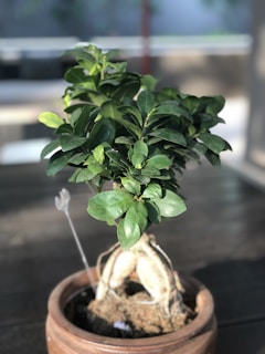Close-up of a delicate bonsai tree with lush green leaves against a soft white background.