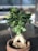 A small bonsai tree with lush, green leaves growing in a clay pot. The light highlights the glossy texture of the leaves, and the background is softly blurred, giving focus to the plant.