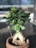A small bonsai tree with lush, green leaves growing in a clay pot. The light highlights the glossy texture of the leaves, and the background is softly blurred, giving focus to the plant.
