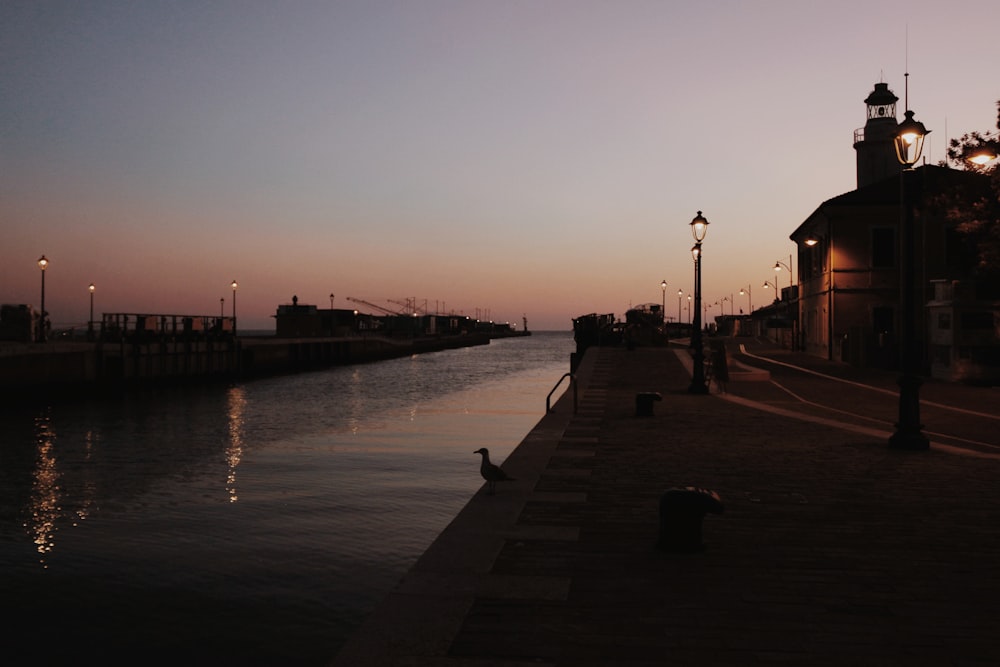 a bird on a dock