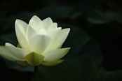 a white flower with a yellow center