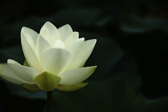 a white flower with a yellow center