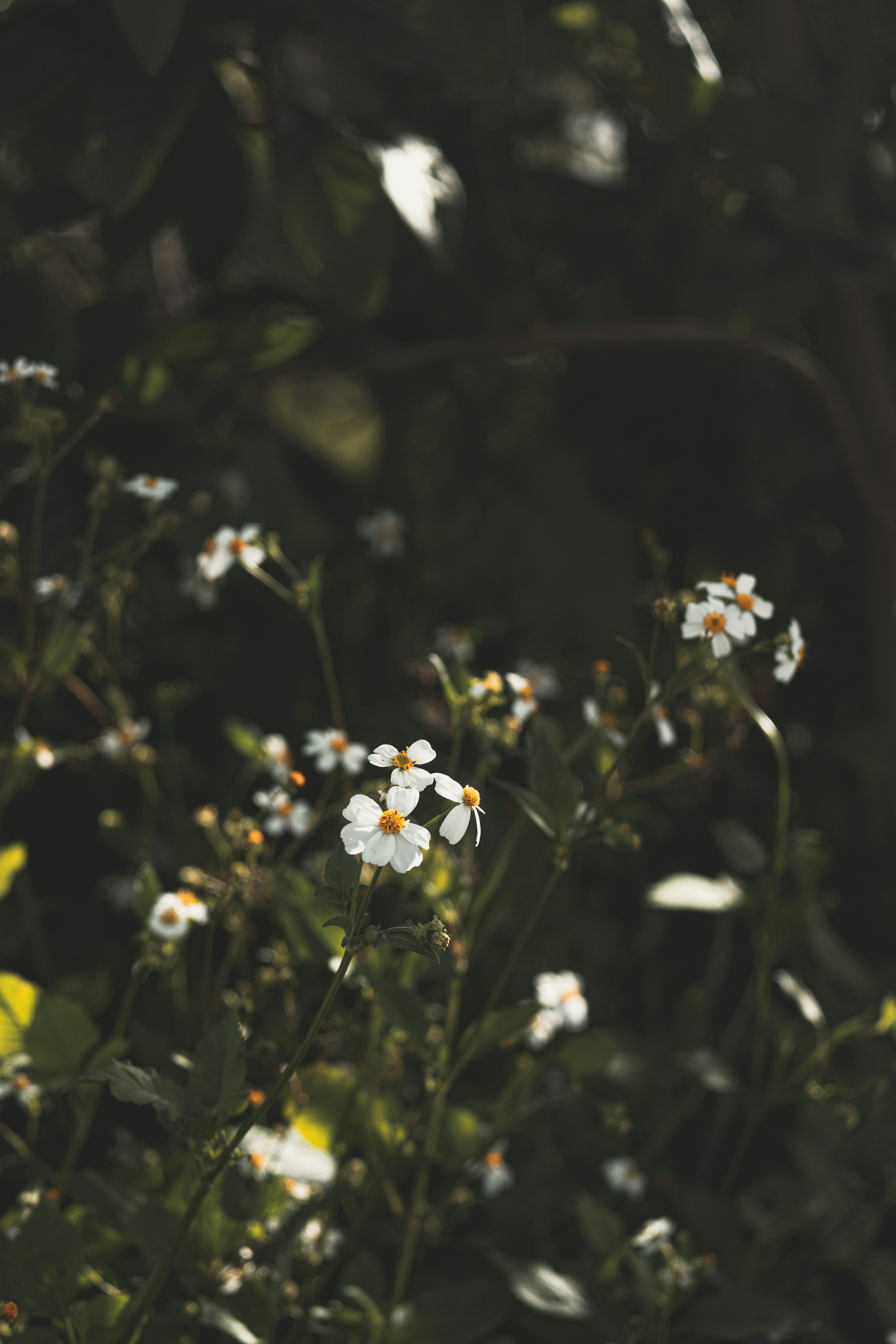 Photo by xiaowuuuuuuu