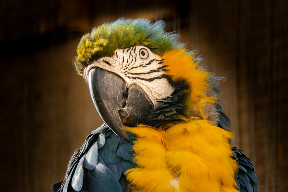 a colorful bird with a black beak