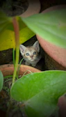 A curious kitten dressed in a soft pastel dress exploring a flower pot.